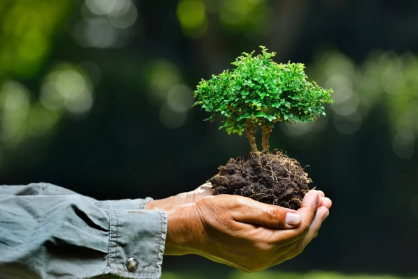 Best of Texas Landscaping and Full Lawn Services's Other Services