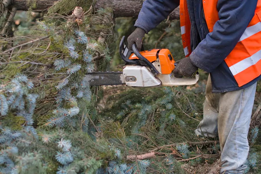 Affordable Tree Removal Southlake, TX