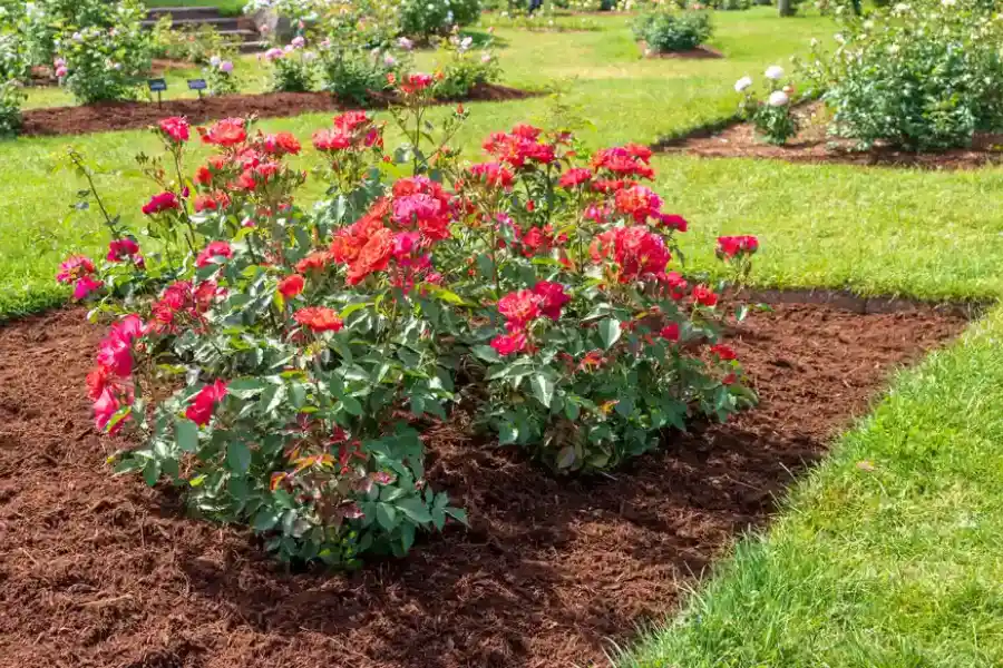 Common Mulching Mistakes And How To Avoid Them in Southlake, TX
