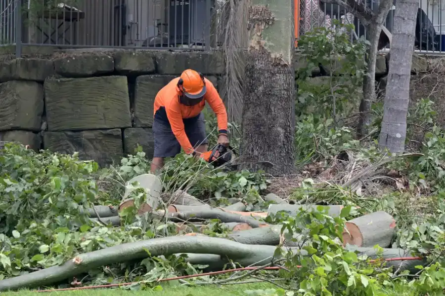 Expert Tree Removal Southlake, TX