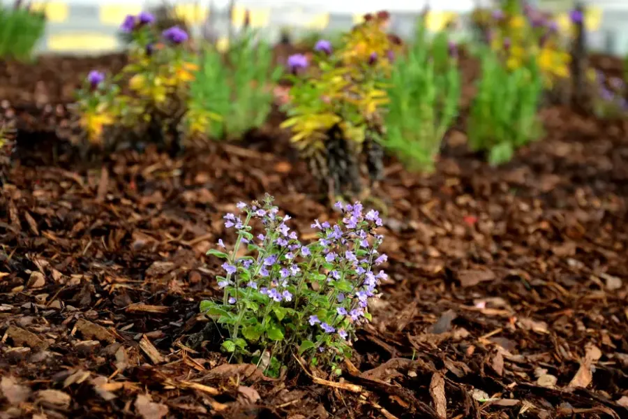 How Professional Weed Removal Service Protects Soil Integrity Southlake, TX