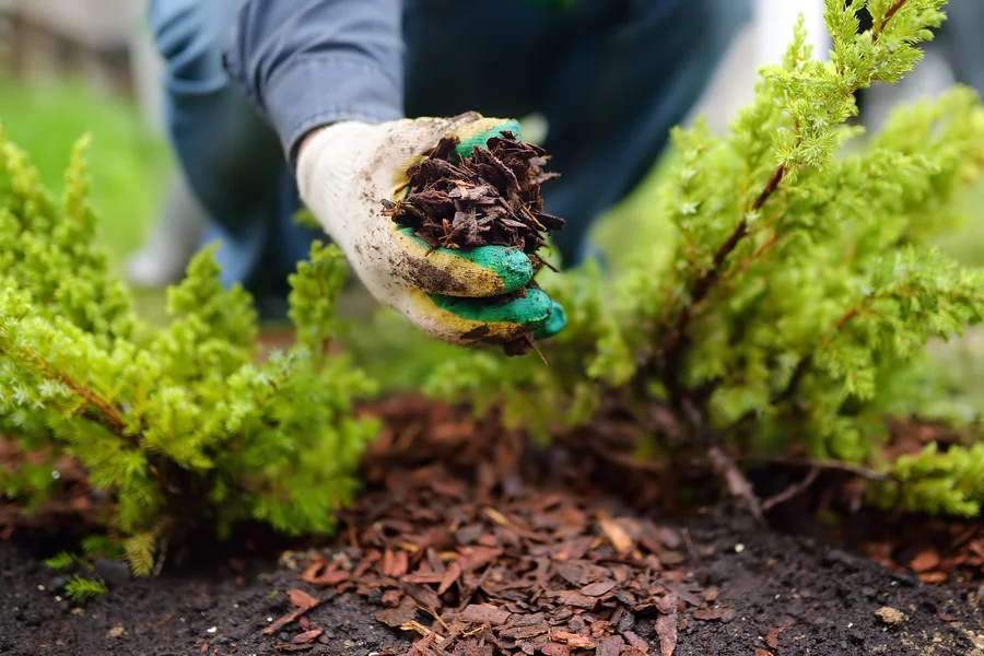 How Professional Weed Removal Service Protects Soil Integrity in Southlake, TX