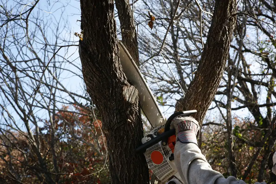 How Tree Removal Enhances Safety And Property Value Southlake, TX