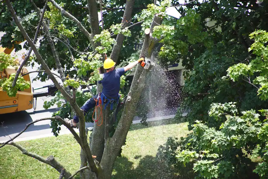 How Tree Removal Enhances Safety And Property Value in Southlake, TX