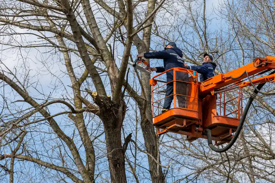 Quality Tree Removal Southlake, TX