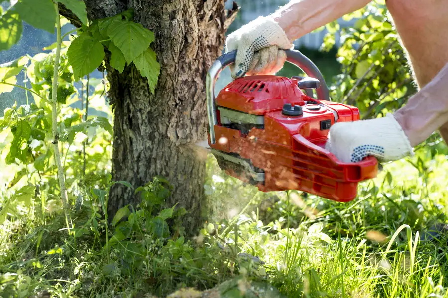 The Role Of Tree Removal In Preparing Land For New Plantings in Southlake, TX