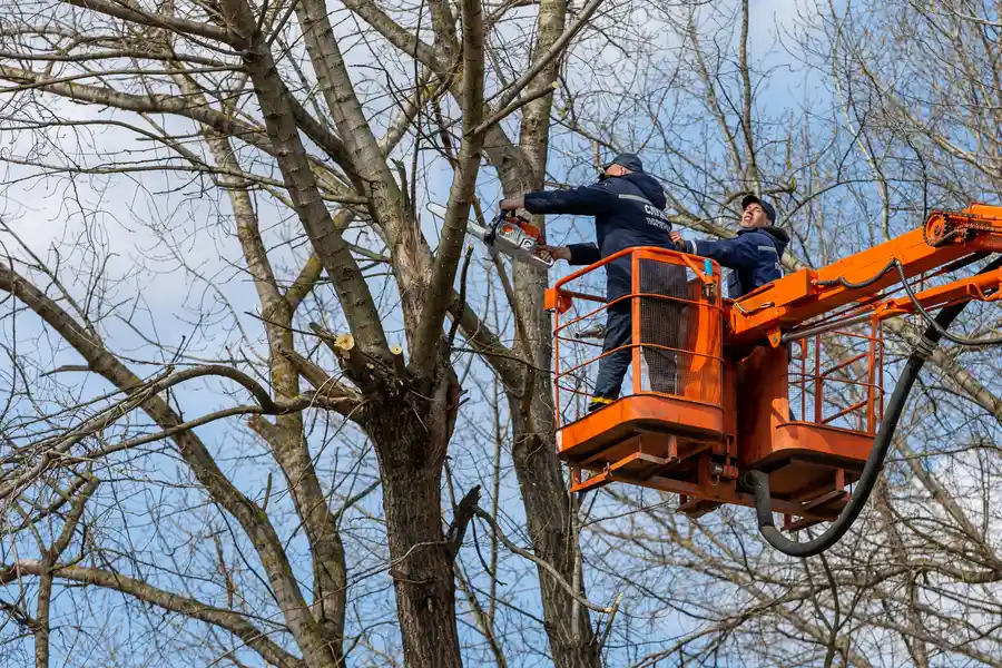 Quality Tree Removal Southlake, TX, 76051 Quality Tree Removal Southlake, TX, 76051